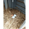 Kép 4/4 - Lelin fajáték - Fehér és barna tojás tartóban 